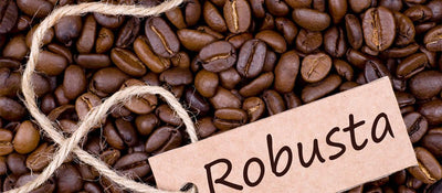Everything You Need to Know About Robusta Coffee