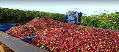 From the farm to your cup: The long winding road of coffee beans